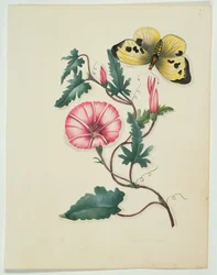 Winde mit gelbem Schmetterling, aus 